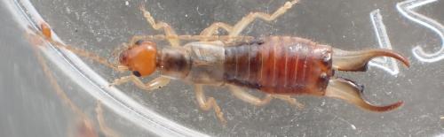 Réf. 293 845 : Forficula lesnei